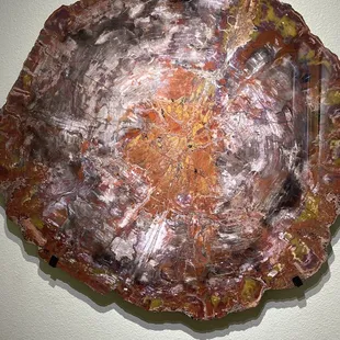 Petrified Slab Found: Arizona Age: Mesozoic, Triassic (252-201 Million Years Ago)