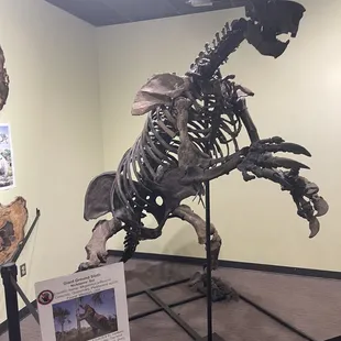 June 1, 2023 - Zuhl Museum: Home of the Zuhl Collection (Las Cruces, NM) - skeleton of giant ground sloth 35 million years old