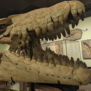 Look, I'm not kidding, a second set of teeth in the back of its throat!