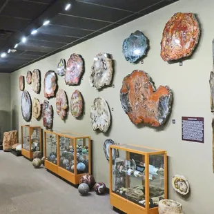 Specimens of over 1,800 beautiful petrified wood, fossils and minerals.  Stunning!