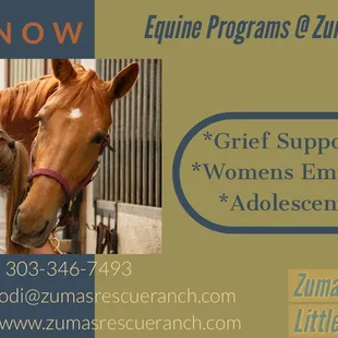 Equine Therapy Groups for Kids and Adults, Depression Grief and more