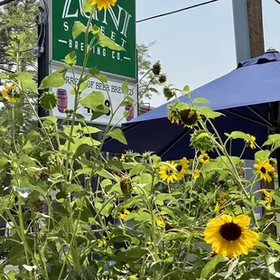 Zuni Street Brewing Company