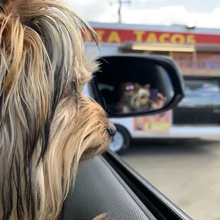 Patiently waiting for his tacos...
