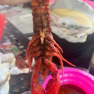 a person holding a lobster