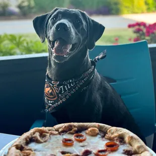 ZZAS is dog friendly - indoors &amp; outdoors!